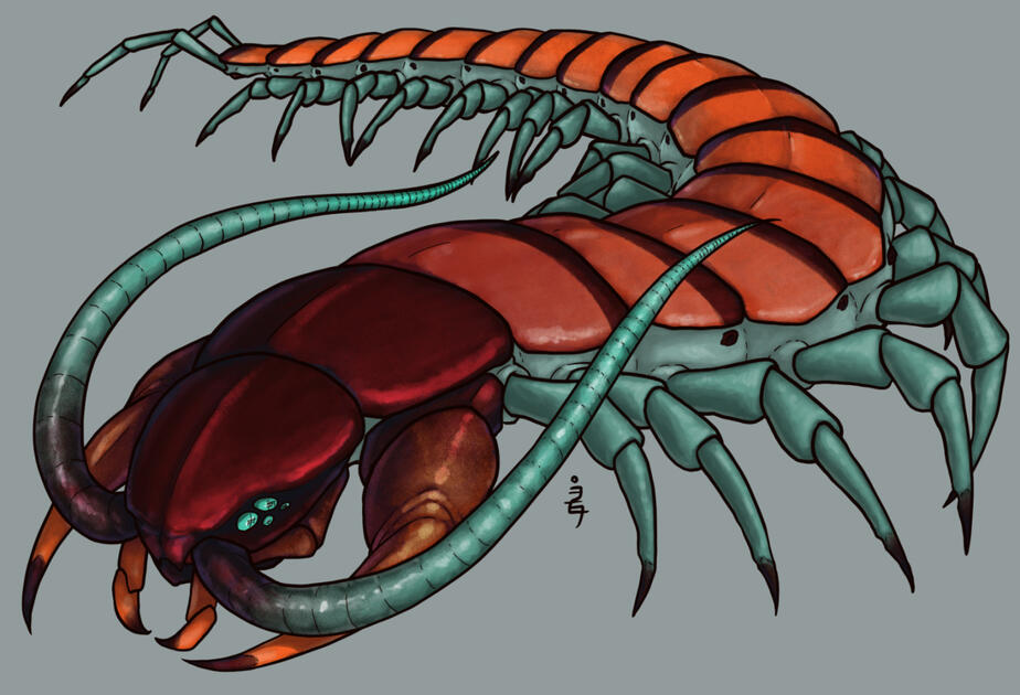 Giant Centipede